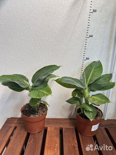 Банан муса тропикана