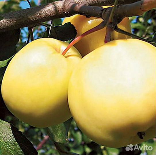 Яблоня Папиро янтарное Саженцы