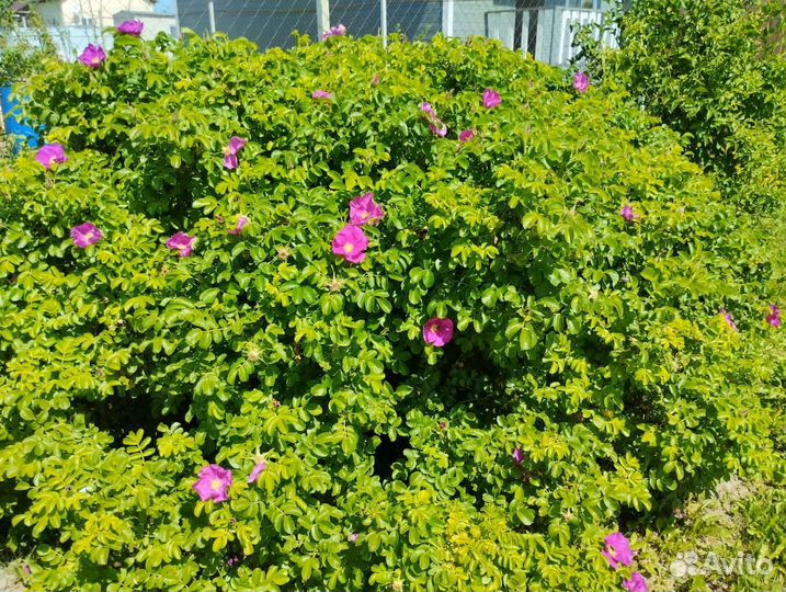 Саженцы шиповника