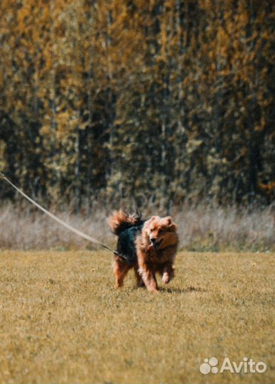 Отдам собаку