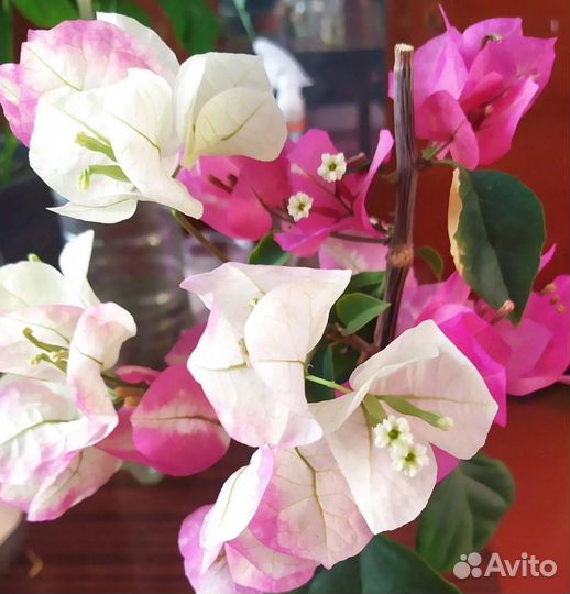 Бугенвиллея