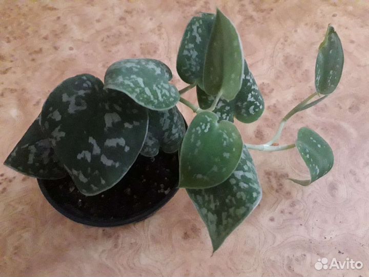 Сциндапсус расписной