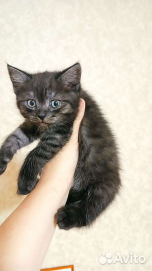 Британская