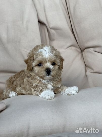 Мальтипу f1 mini