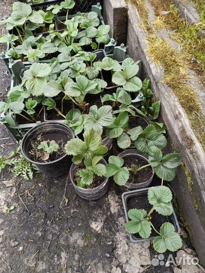 Рассада ремонтантной клубники Кабрилло