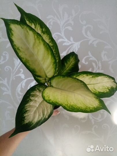 Диффенбахия Камилла