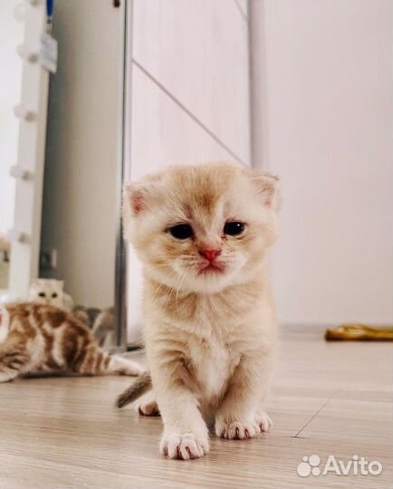 Котята, бронь