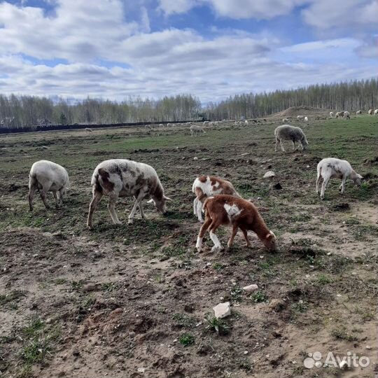 Овцы бараны матки ягнята