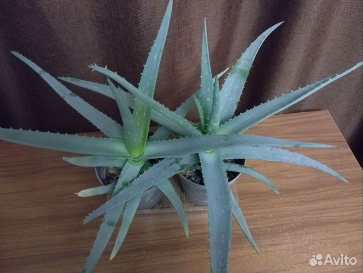 Алоэ лечебный