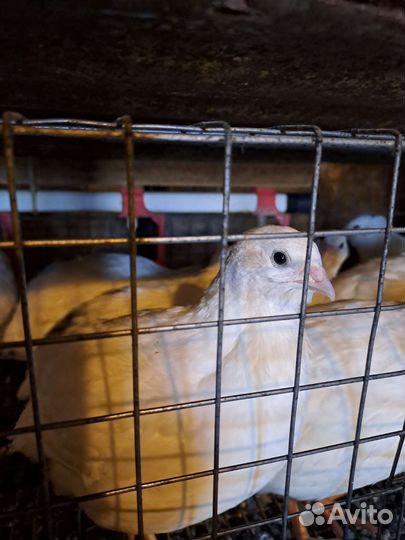 Перепелки техасский бройлер