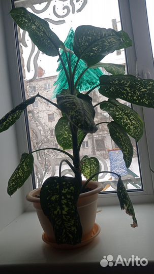 Деффенбафия