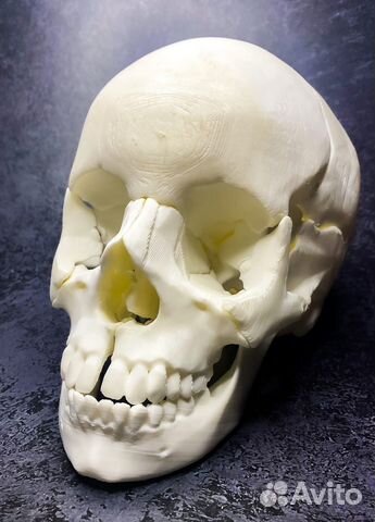 Череп анатомический