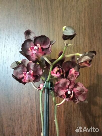 Орхидея черный лебедь
