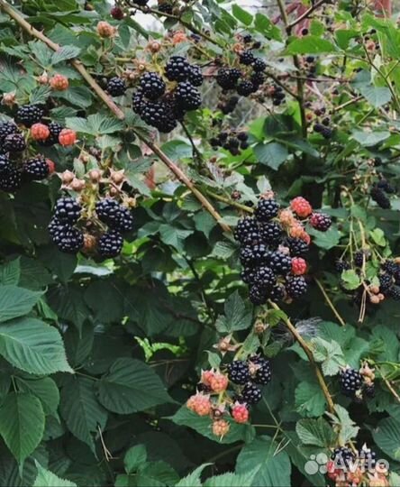 Ежевика садовая