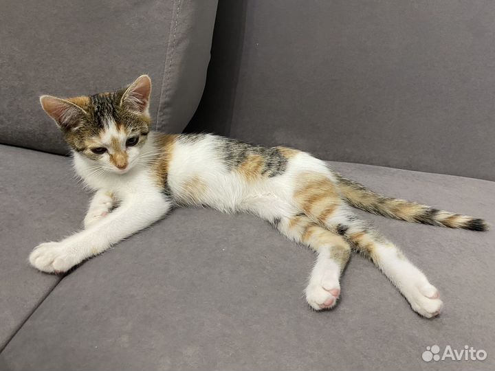 Отдам котят в добрые руки