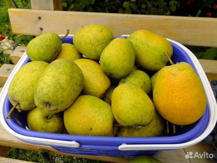 Груша северянка