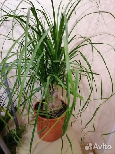 Пальма Налина или бутылочное дерево, бакарнея