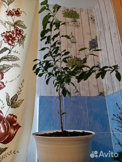 Мандариновое дерево