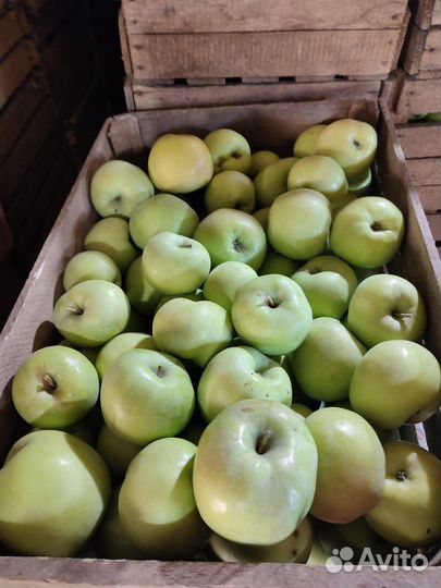 Яблоки