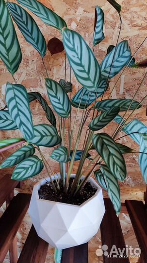 Комнатные цветы