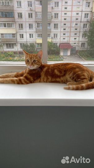 Отдам в добрые руки