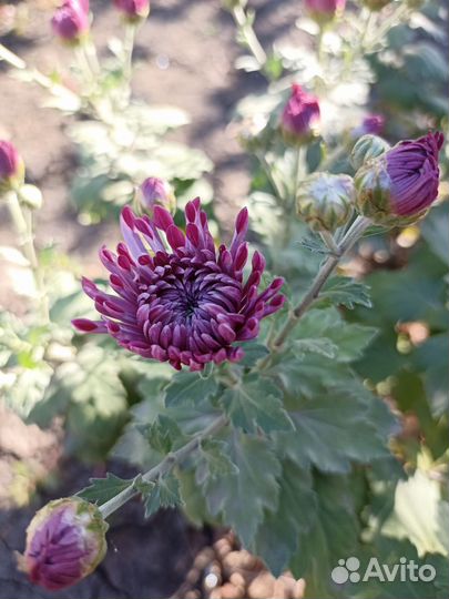 Хризантемы мультифлора и корейская