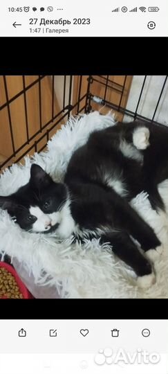 Котик Шнурок, 6 мес