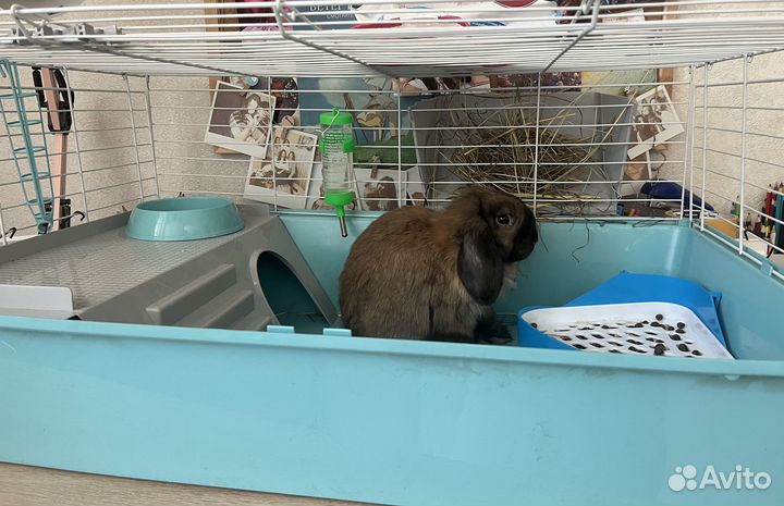 Декоративный кролик(вислоухий)