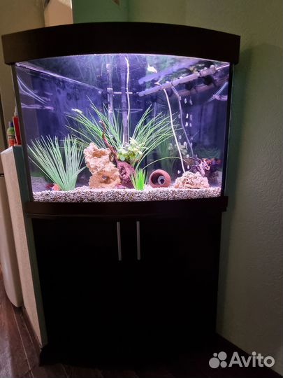 Аквариум с тумбой (с оборудованием)