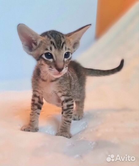 Ориентальные котята