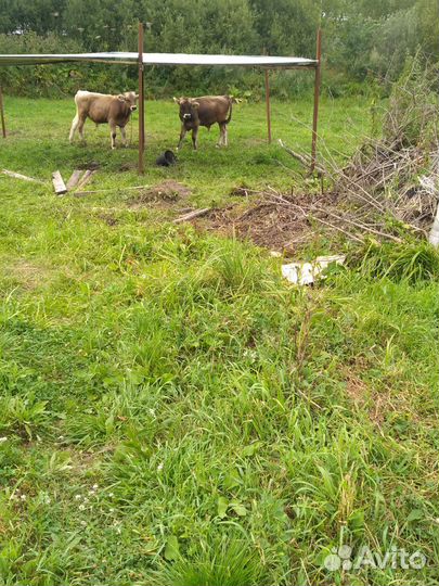 Быки на мясо