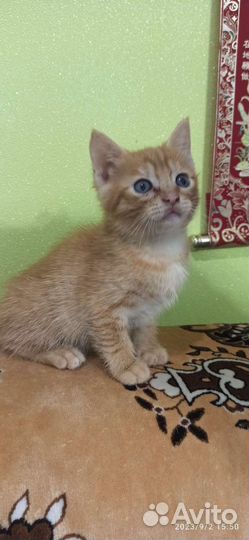 Маленький комочек счастья в добрые руки