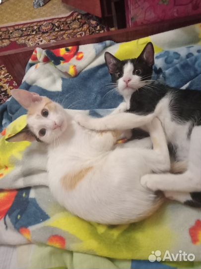 Котята ищут добрых хозяев