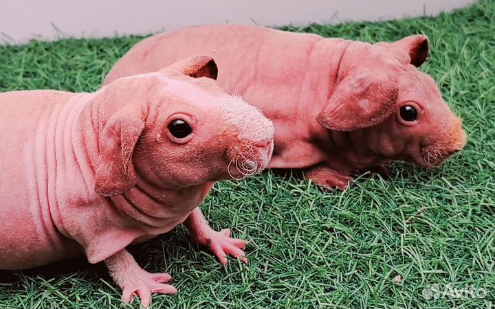 Девочки свинка скинни