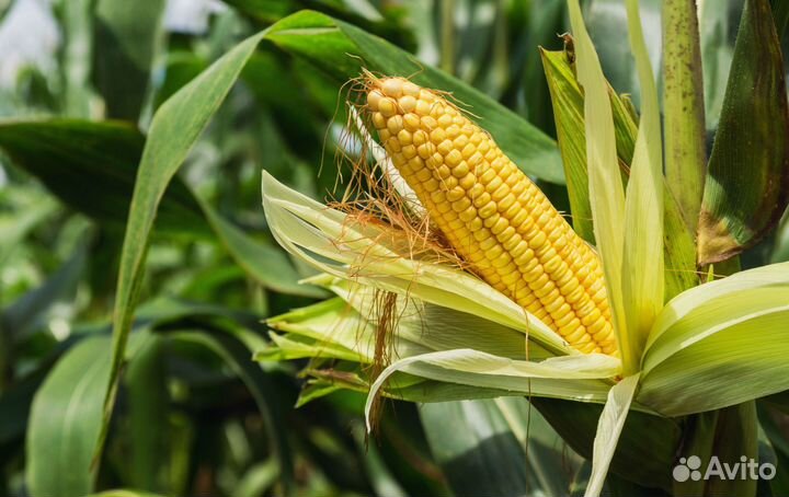 Гибриды кукурузы Пионер П7515