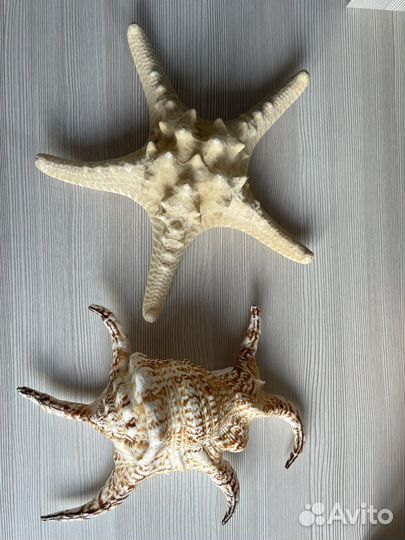 Морские раковины, звезды, кораллы
