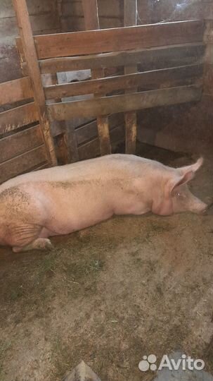 Продам свинью