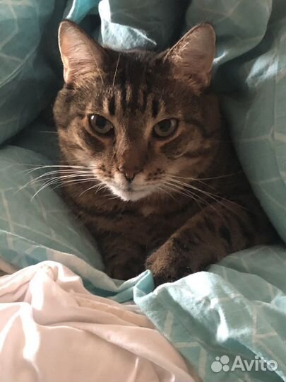 Кот