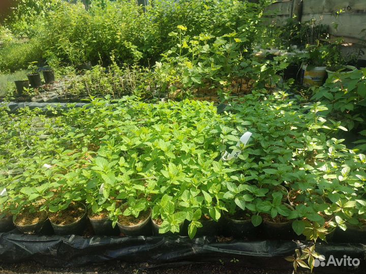 Мята сортовая