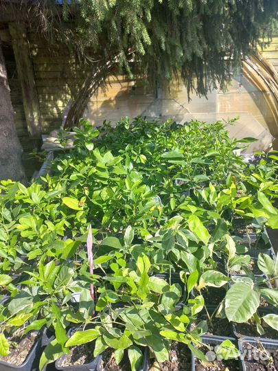 Лимоны, мандарины, лаймы 2хлетки из питомника