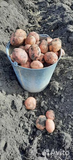 Продам картошку оптом