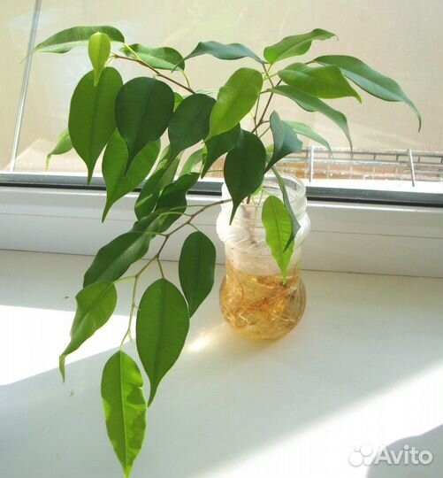 Аукуба, финиковые пальмы, фикус бенджамина