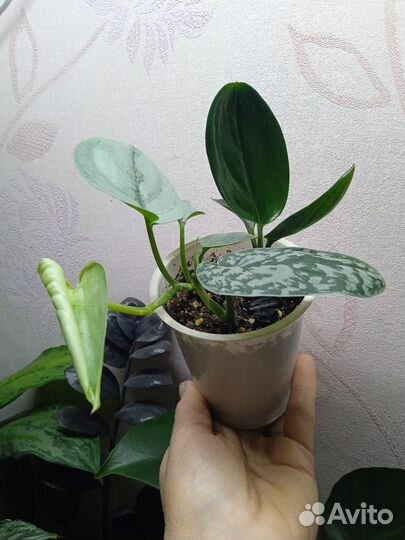 Комнатные растения