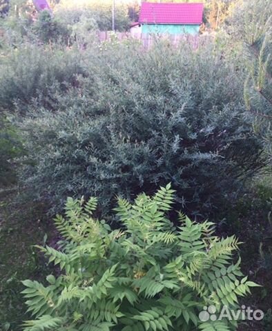 Ива (шаровидная) пурпурная Нана