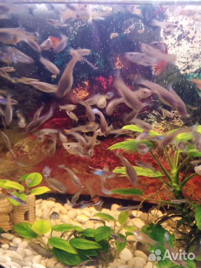 Аквариумные рыбки