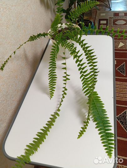 Комнатные растения