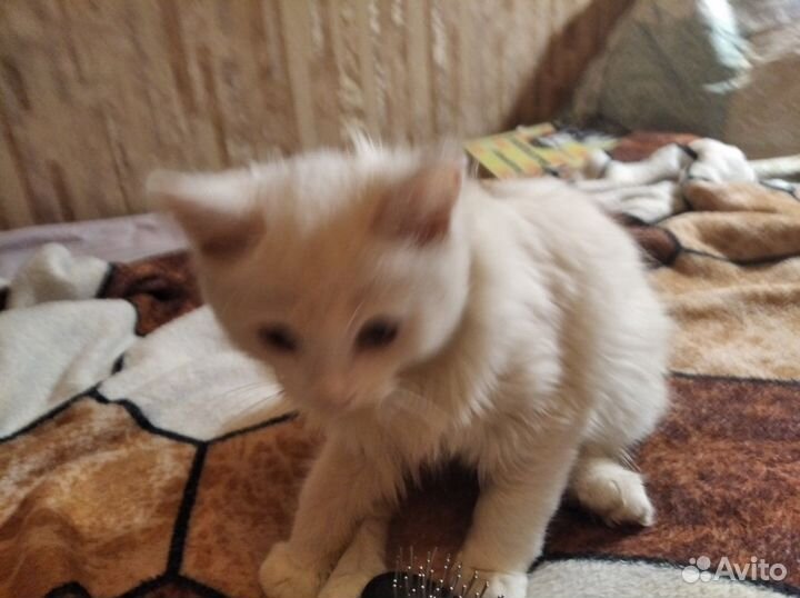 Кошка в дар