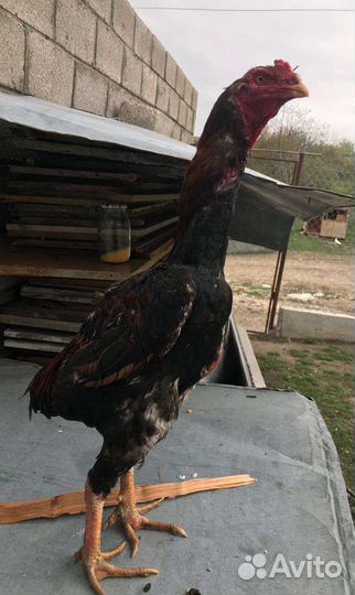 Бойцовые петухи и куры