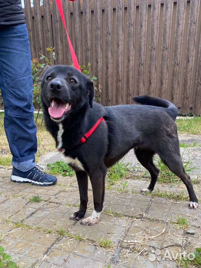 Собака в добрые руки