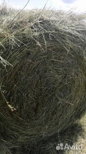Продам сено в рулонах